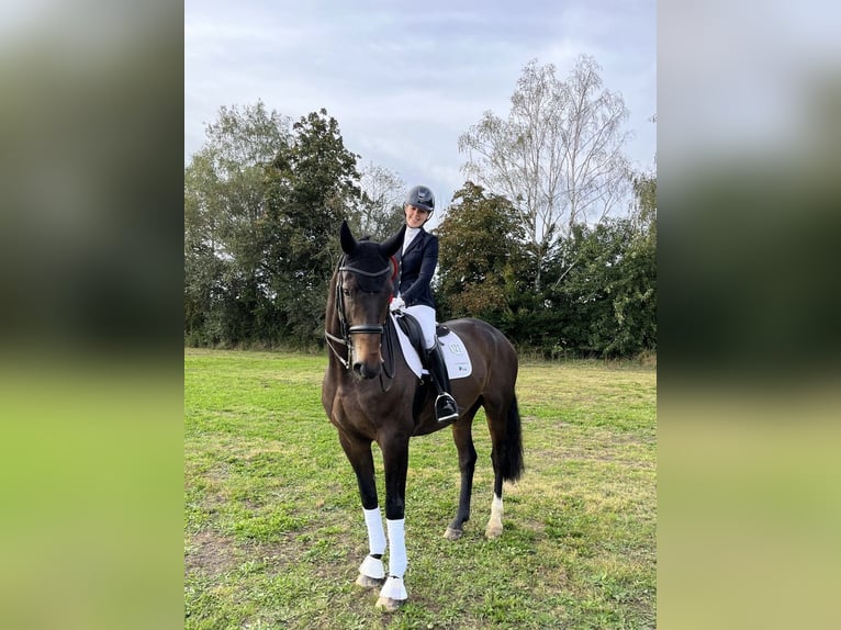 Oldenburger Ruin 11 Jaar 173 cm Bruin in Thuine
