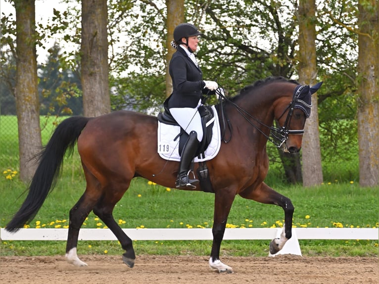 Oldenburger Ruin 11 Jaar 175 cm Donkerbruin in Grabowhöfe