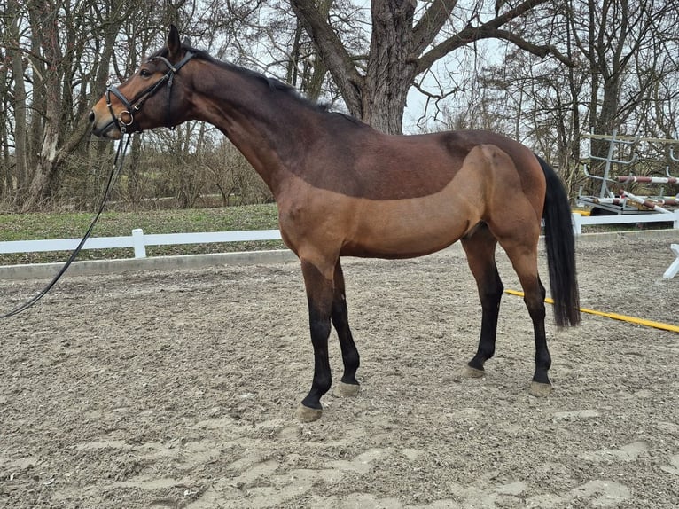 Oldenburger Ruin 11 Jaar 178 cm Bruin in Klein Nienhagen