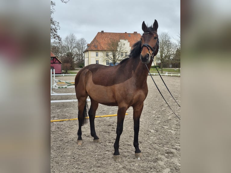 Oldenburger Ruin 11 Jaar 178 cm Bruin in Klein Nienhagen