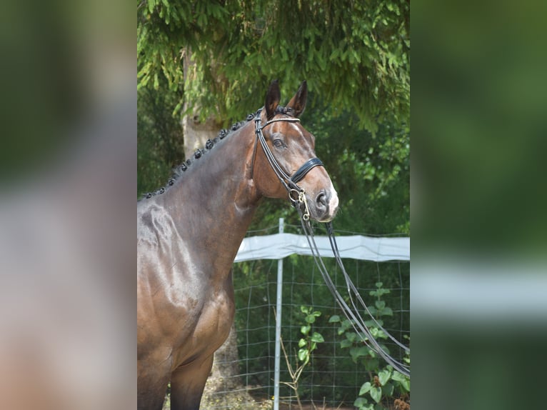 Oldenburger Ruin 11 Jaar 178 cm Donkerbruin in Dätgen
