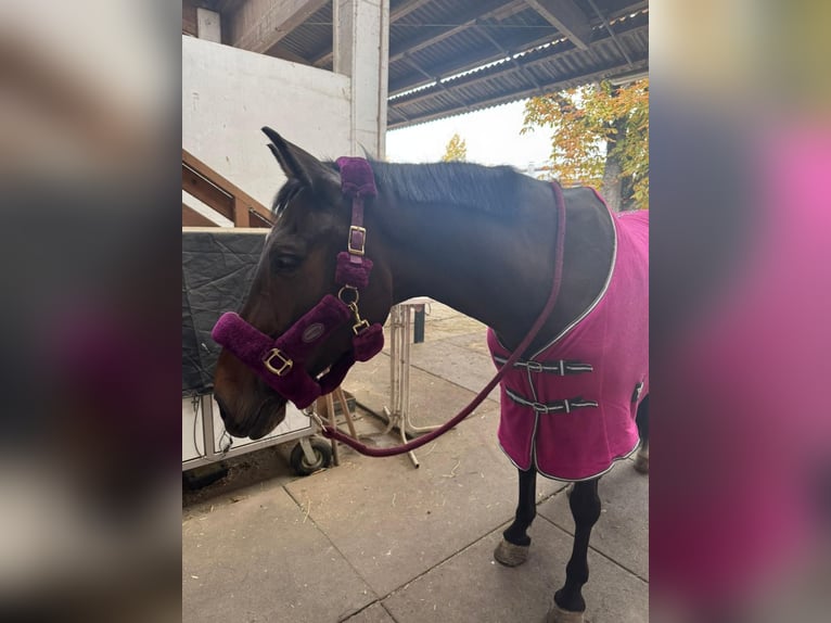 Oldenburger Ruin 12 Jaar 160 cm Bruin in Langerringen