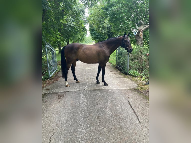 Oldenburger Ruin 12 Jaar 163 cm Donkerbruin in Leutershausen