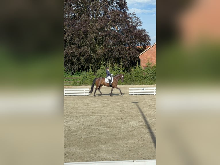 Oldenburger Ruin 12 Jaar 165 cm in Ostercappeln