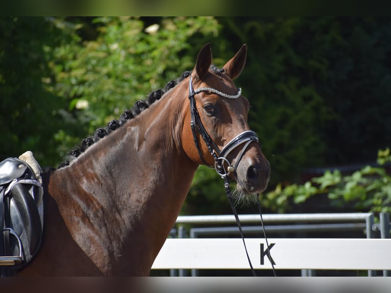 Oldenburger Ruin 12 Jaar 168 cm Bruin in Dätgen