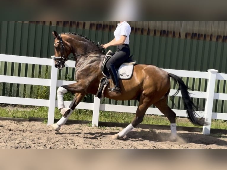 Oldenburger Ruin 12 Jaar 168 cm Bruin in Dätgen