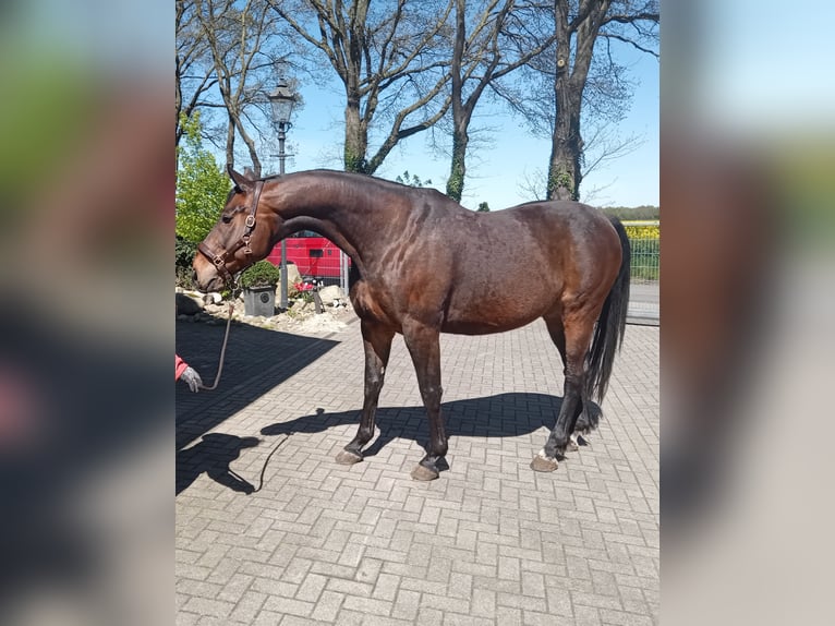 Oldenburger Ruin 12 Jaar 170 cm Donkerbruin in Friesoythe