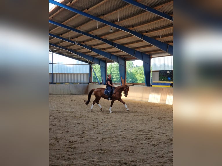 Oldenburger Ruin 12 Jaar 170 cm Vos in Lengde