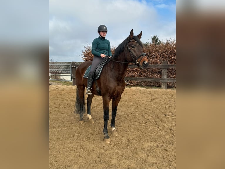Oldenburger Ruin 12 Jaar 174 cm Bruin in Daleiden