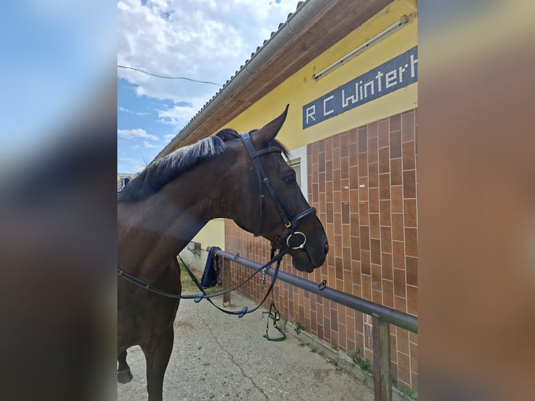Oldenburger Ruin 12 Jaar 174 cm Donkerbruin in Laßnitzhöhe