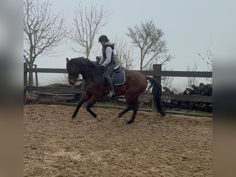 Oldenburger Ruin 12 Jaar 175 cm Bruin in Daleiden