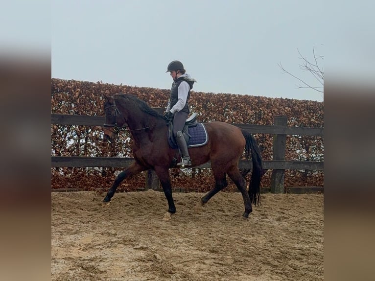 Oldenburger Ruin 12 Jaar 175 cm Bruin in Daleiden