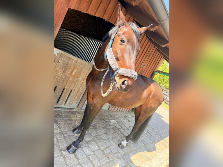 Oldenburger Ruin 12 Jaar 183 cm Bruin in Beelitz