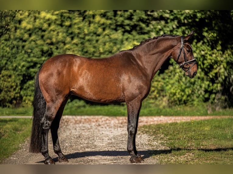 Oldenburger Ruin 13 Jaar 165 cm Bruin in Wehringen