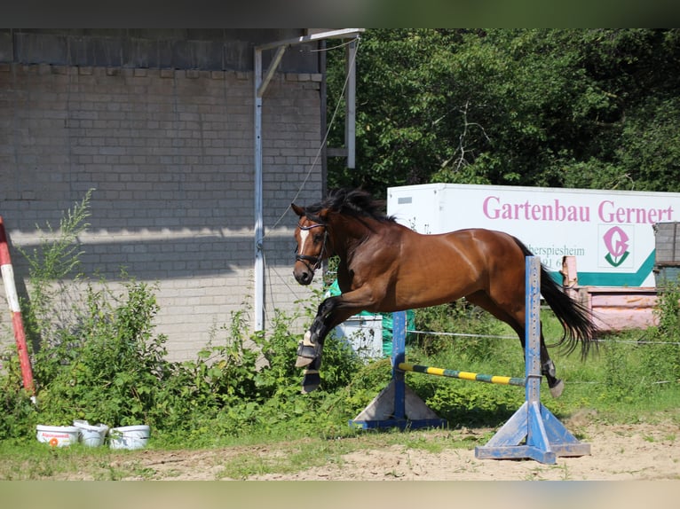 Oldenburger Ruin 13 Jaar 165 cm Bruin in Heiligenhafen