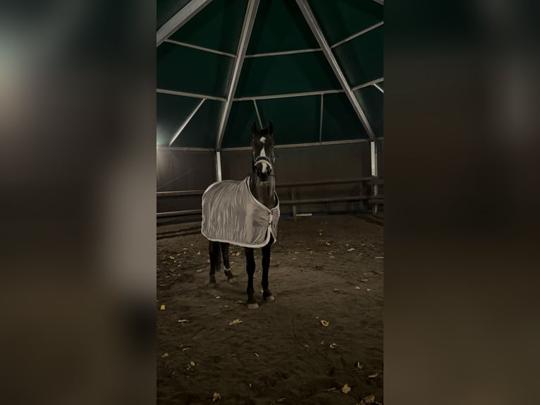 Oldenburger Ruin 13 Jaar 171 cm Bruin in Oyten