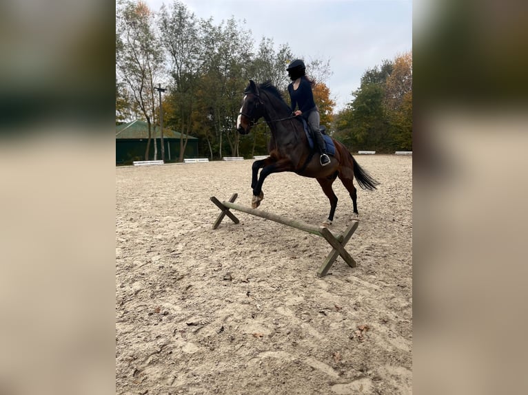 Oldenburger Ruin 13 Jaar 171 cm Bruin in Oyten