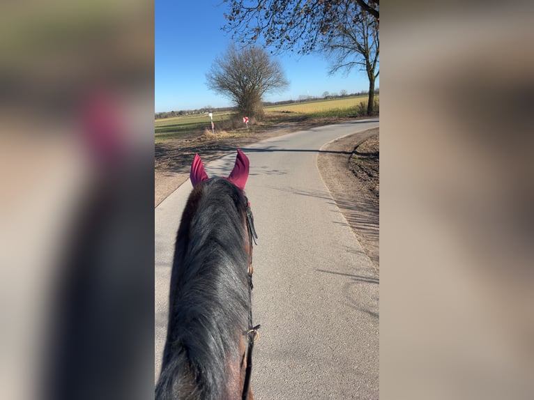 Oldenburger Ruin 13 Jaar 171 cm Bruin in Oyten