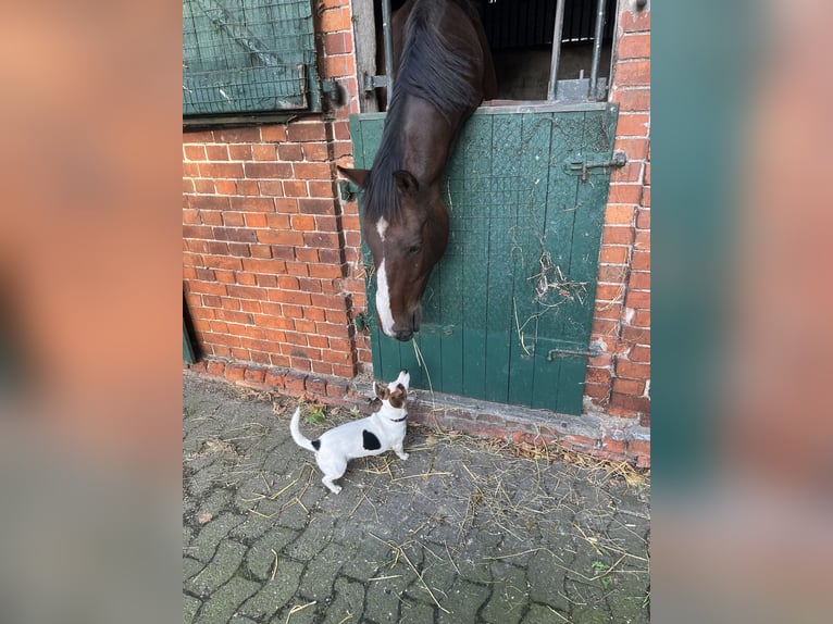 Oldenburger Ruin 13 Jaar 171 cm Bruin in Oyten