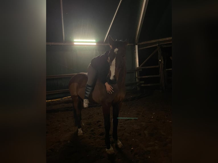 Oldenburger Ruin 13 Jaar 171 cm Bruin in Oyten