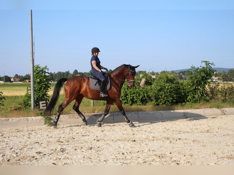 Oldenburger Ruin 13 Jaar 175 cm Bruin in Hornstein / Vorištan