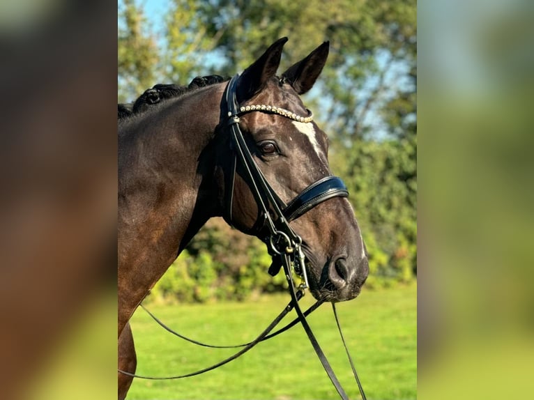 Oldenburger Ruin 13 Jaar 180 cm Bruin in Lippetal