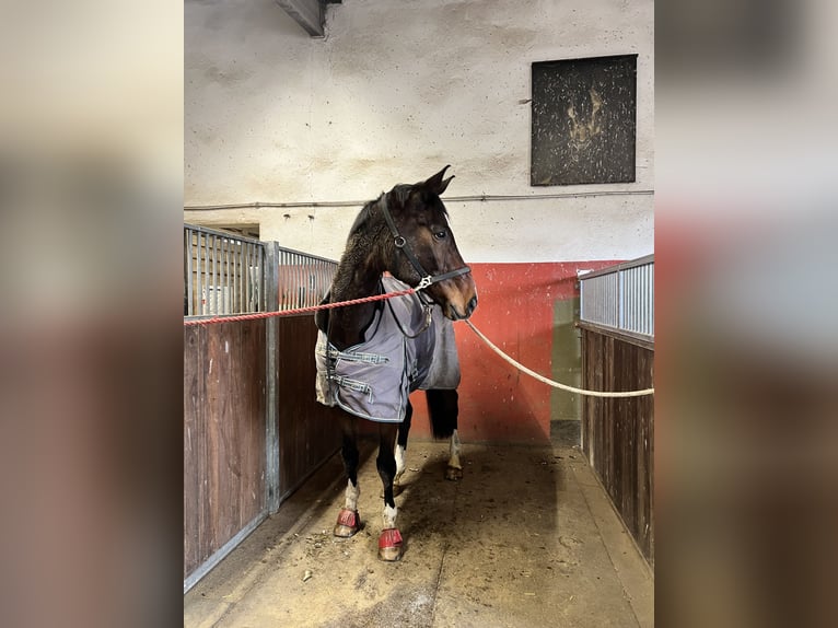 Oldenburger Ruin 13 Jaar 183 cm Donkerbruin in Balve