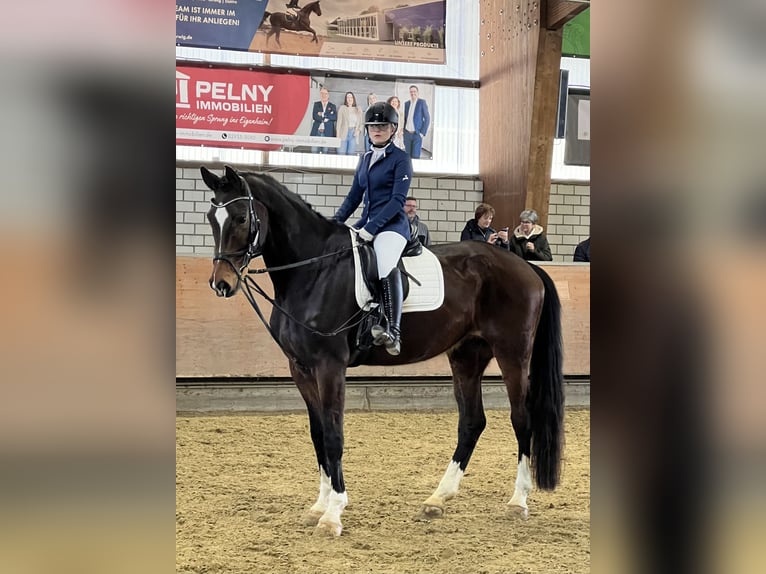 Oldenburger Ruin 13 Jaar 183 cm Donkerbruin in Balve