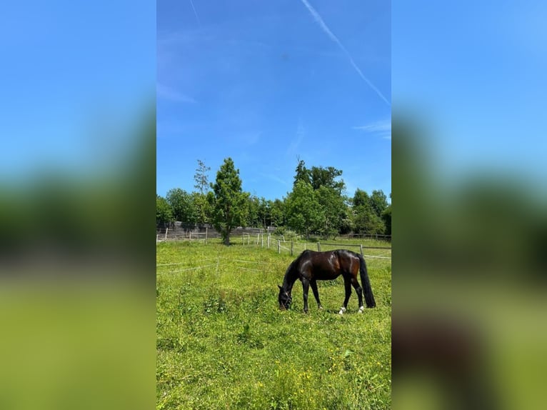 Oldenburger Ruin 13 Jaar Donkerbruin in Adliswil