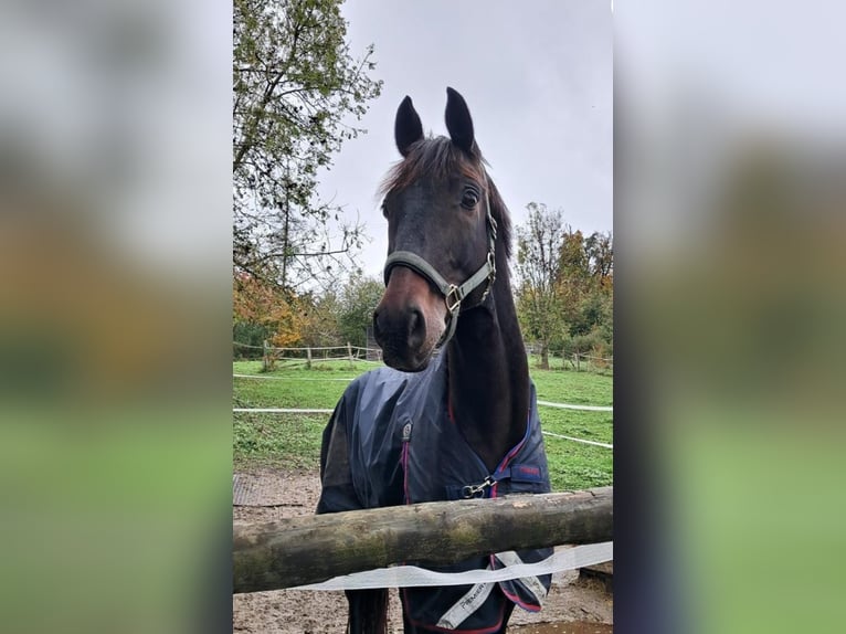 Oldenburger Ruin 13 Jaar Donkerbruin in Adliswil