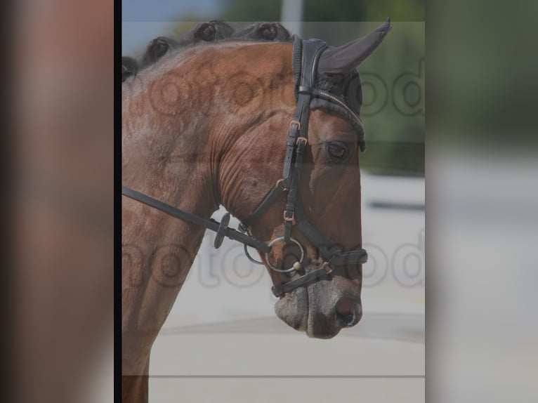 Oldenburger Ruin 14 Jaar 168 cm Bruin in Greng