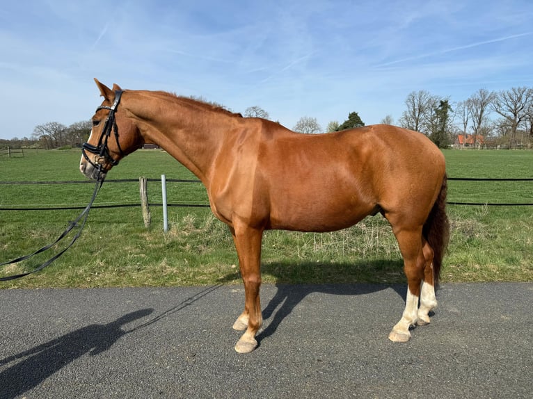 Oldenburger Ruin 14 Jaar 169 cm Vos in Rohrsen