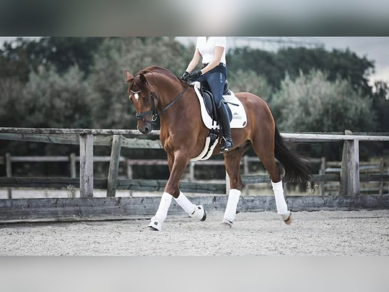 Oldenburger Ruin 14 Jaar 170 cm Vos in Gelsenkirchen