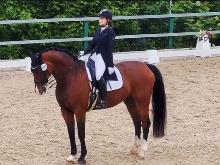 Oldenburger Ruin 14 Jaar 172 cm Bruin in Gevelsberg