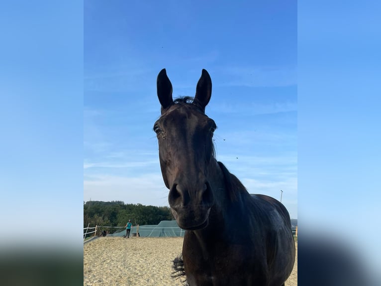 Oldenburger Ruin 14 Jaar 174 cm Bruin in Gummersbach