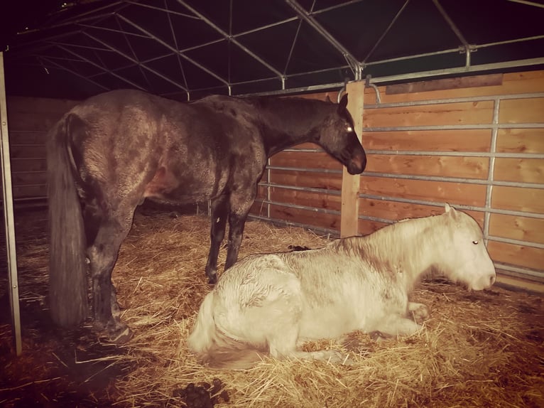 Oldenburger Ruin 14 Jaar 174 cm Bruin in Gummersbach