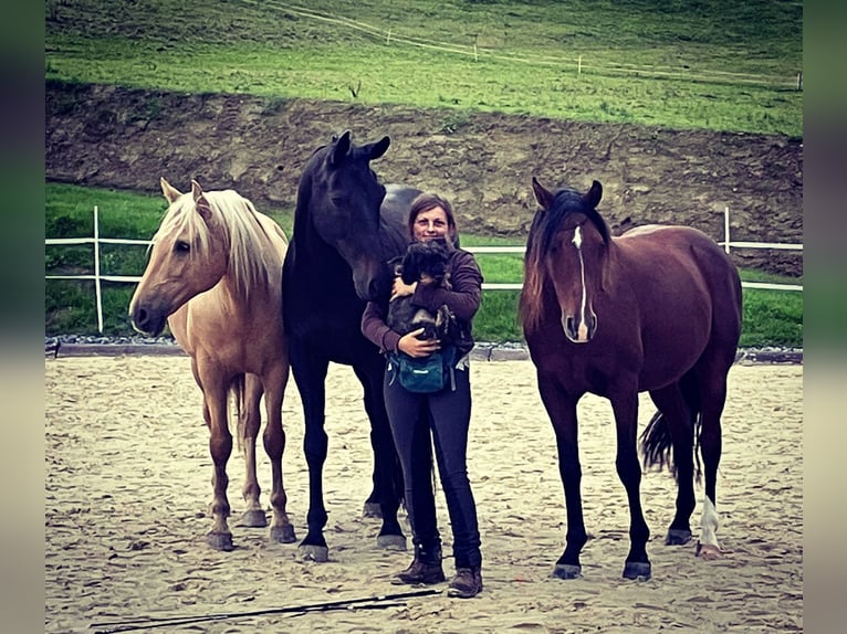 Oldenburger Ruin 14 Jaar 174 cm Bruin in Gummersbach