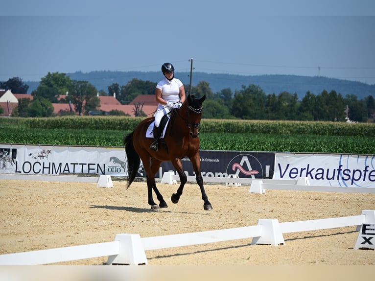 Oldenburger Ruin 14 Jaar 175 cm Bruin in Mainburg