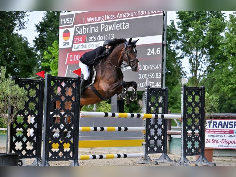 Oldenburger Ruin 14 Jaar 175 cm Donkerbruin in Friedberg