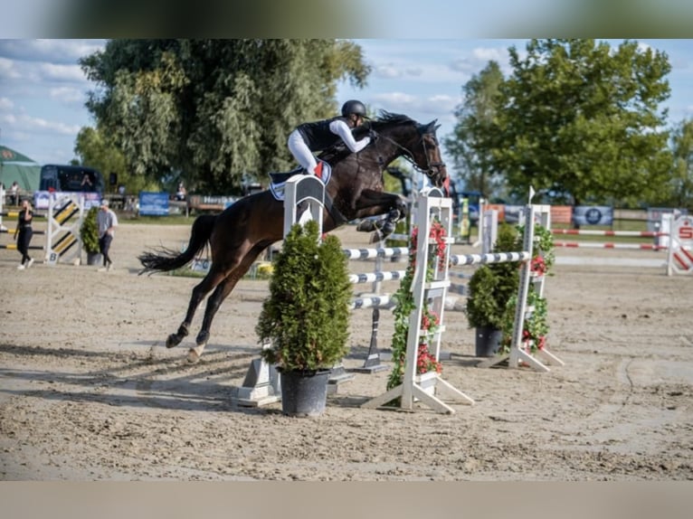 Oldenburger Ruin 14 Jaar 175 cm Donkerbruin in Friedberg