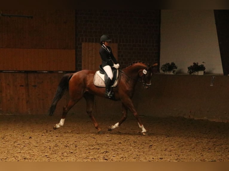 Oldenburger Ruin 14 Jaar 175 cm Donkere-vos in Schwerte