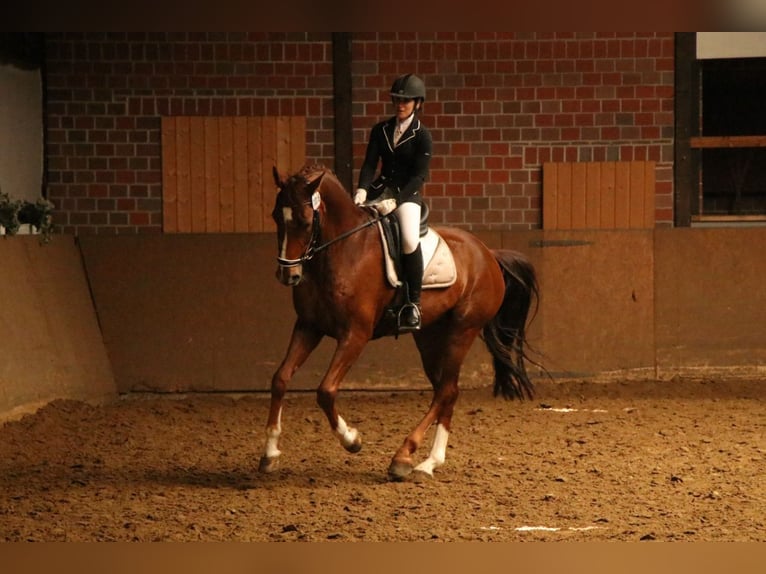 Oldenburger Ruin 14 Jaar 175 cm Donkere-vos in Schwerte