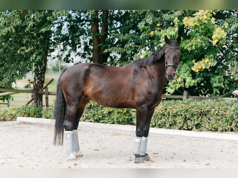 Oldenburger Ruin 14 Jaar 183 cm Donkerbruin in Bassum