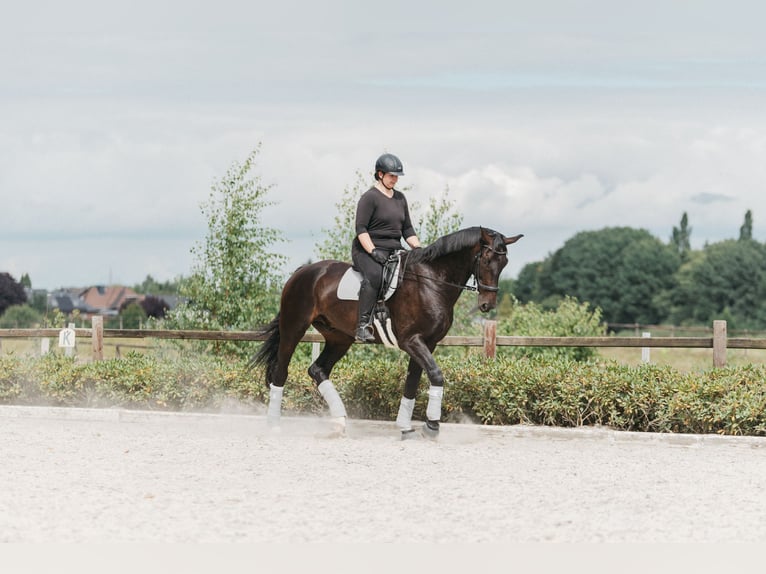 Oldenburger Ruin 14 Jaar 183 cm Donkerbruin in Bassum