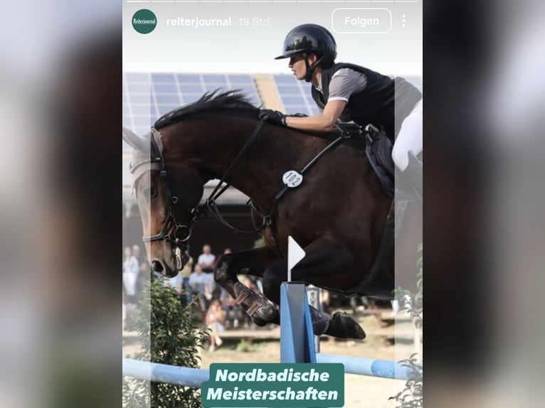 Oldenburger Ruin 14 Jaar Bruin in Schriesheim
