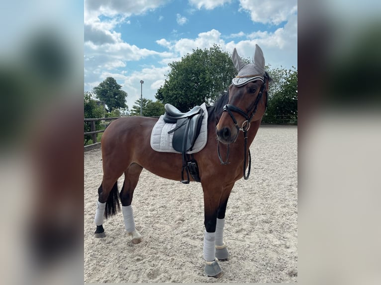 Oldenburger Ruin 15 Jaar 165 cm Bruin in Erftstadt