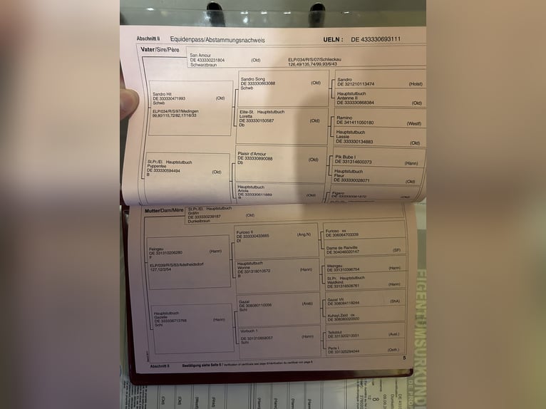 Oldenburger Ruin 15 Jaar 166 cm Donkerbruin in Meyenburg