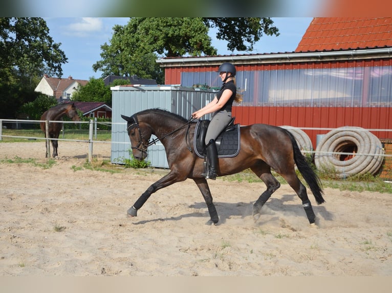Oldenburger Ruin 15 Jaar 166 cm Donkerbruin in Meyenburg