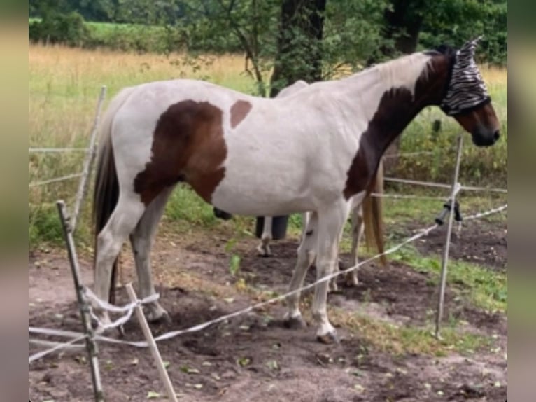 Oldenburger Ruin 15 Jaar 166 cm Gevlekt-paard in Wedemark
