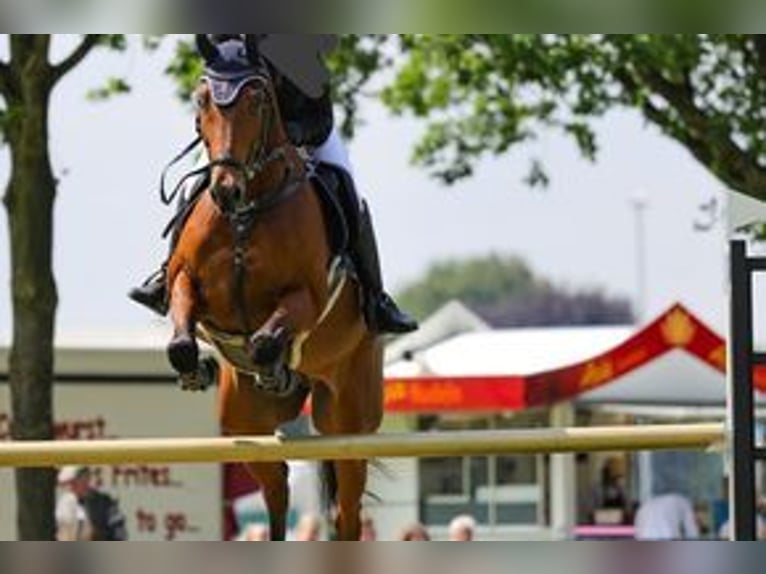 Oldenburger Ruin 15 Jaar 168 cm Bruin in Höperhöfen